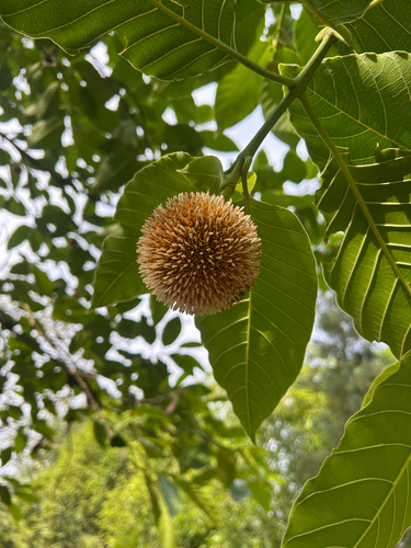 Burflower-tree