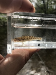 Etheostoma spectabile