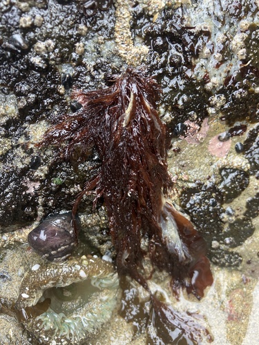 Farlowia mollis observed 2026-05-23