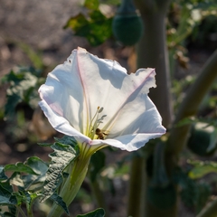 Datura ceratocaula
