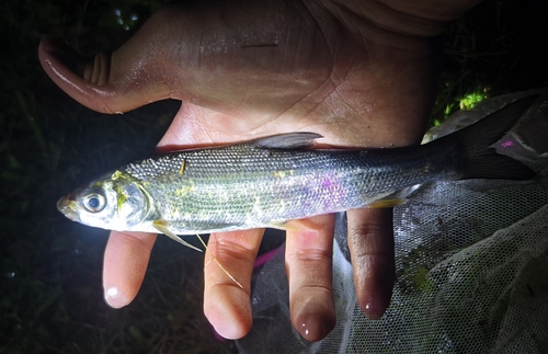 Distoechodon tumirostris — Cyprinidae — 2
