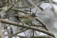 Camptostoma obsoletum