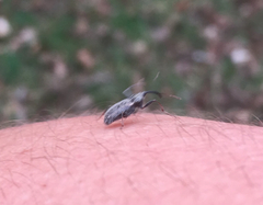 Dorytomus longimanus