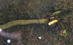 Haemopis sanguisuga