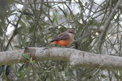 Pyrocephalus rubinus