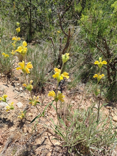 Iberian Lampwick