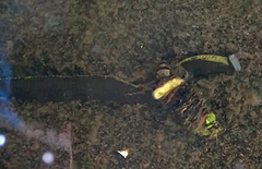Haemopis sanguisuga