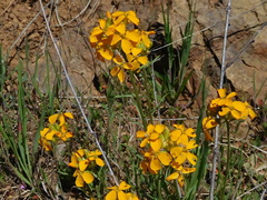 Erysimum capitatum capitatum