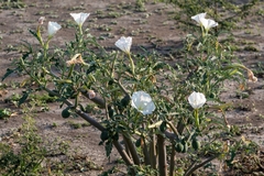 Datura ceratocaula