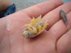 Emerita brasiliensis