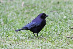 Molothrus bonariensis