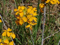 Erysimum capitatum capitatum