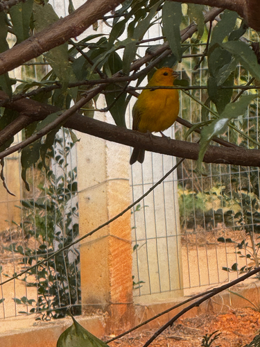 Saffron Finch
