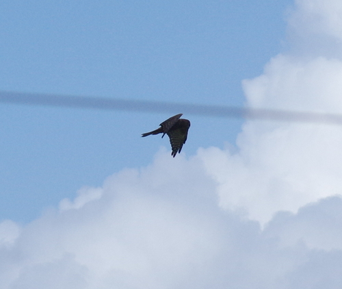 iNaturalist image
