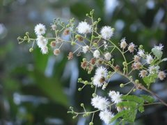 Mimosa bimucronata