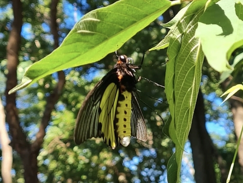 Golden Birdwing