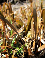 Carex talbotii