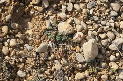 Euphorbia petrophila