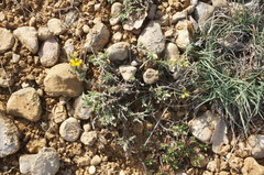 Genista albida