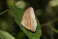 Erichthodes antonina