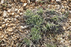 Convolvulus holosericeus