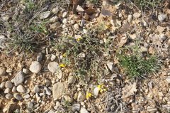 Genista albida