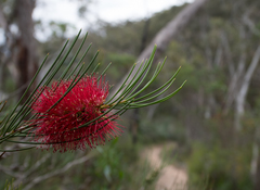 Melaleuca orophila
