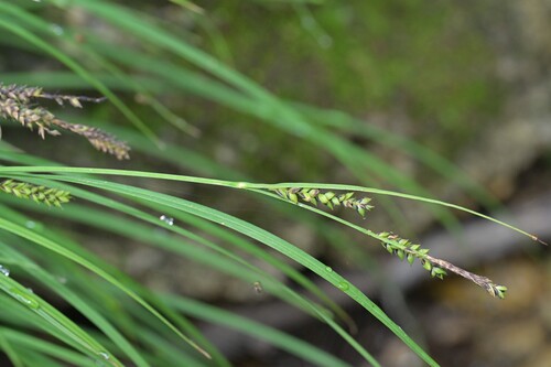 Carex augustinowiczii iNat (2)