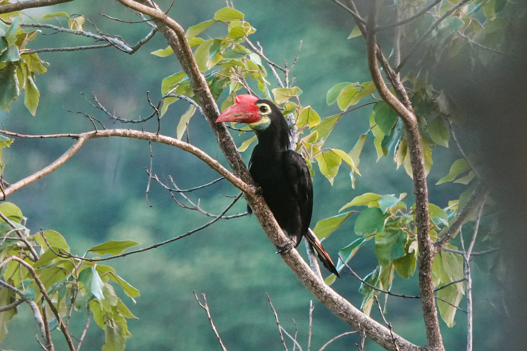 Walden's Hornbill