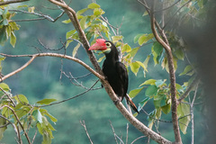 Walden's Hornbill photo 1