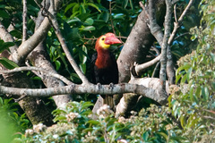 Walden's Hornbill photo 2