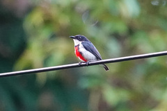 Black-Belted Flowerpecker photo 4