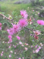 Mimosa borealis