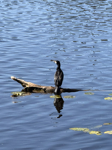 Great Cormorant