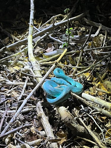 White-lipped Island Pitviper — seen at this dive site