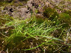 Carex capillacea