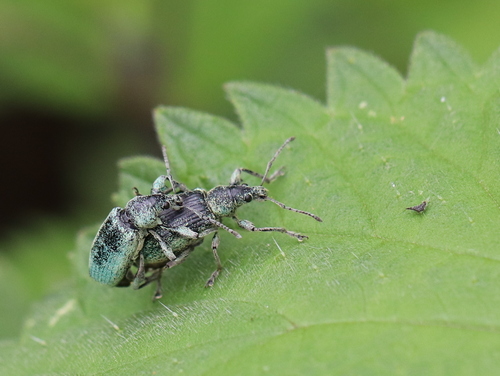 Nettle weevil