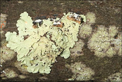 Flavoparmelia rutidota