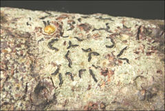 Halegrapha mucronata