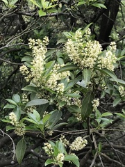 Itea chinensis