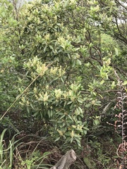 Itea chinensis