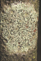 Halegrapha mucronata