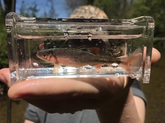 Lythrurus fasciolaris