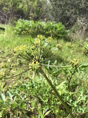 Tauschia hartwegii