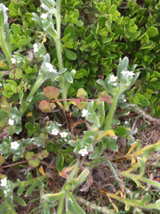 Cryptantha leiocarpa