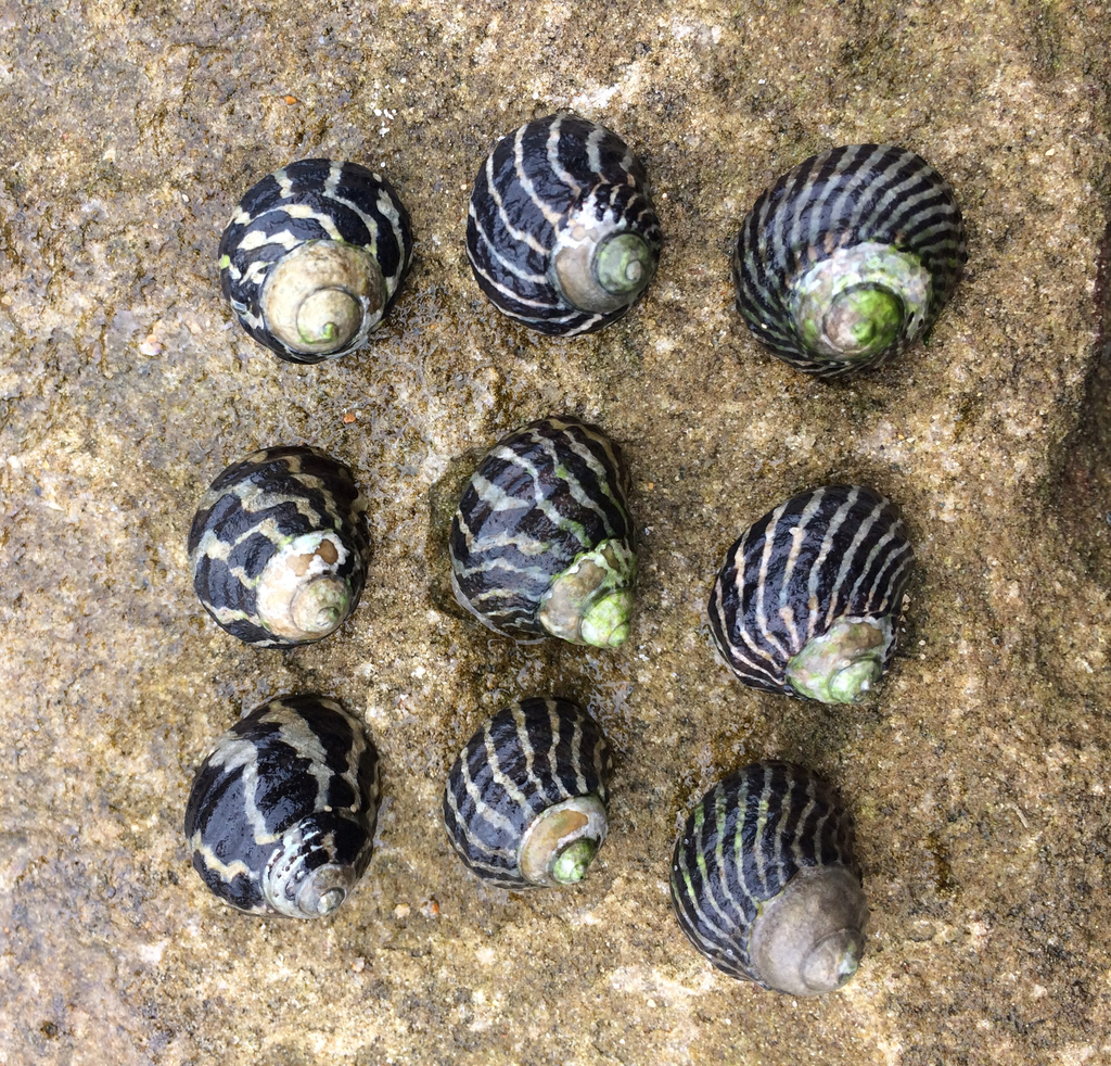 Zebra Top Snail Austrocochlea Porcata Inaturalist