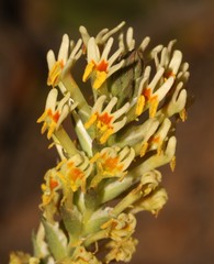 Hebenstretia robusta