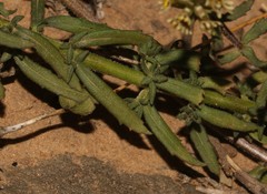Hebenstretia robusta