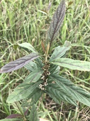 Callicarpa brevipes