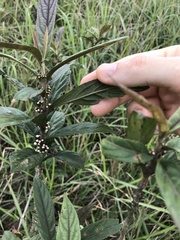 Callicarpa brevipes